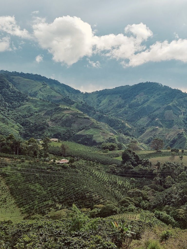 Decaffinated Coffee Colombia - Bellas Coffee Lab
