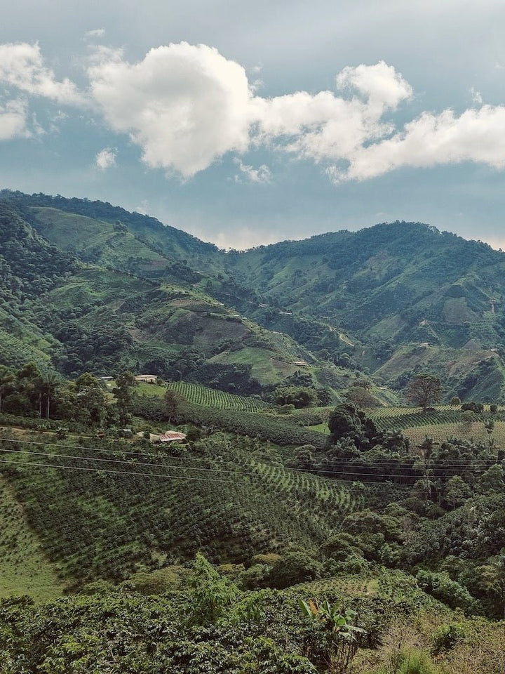 Decaffinated Coffee Colombia - Bellas Coffee Lab